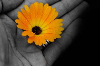 flower_in_the_hand